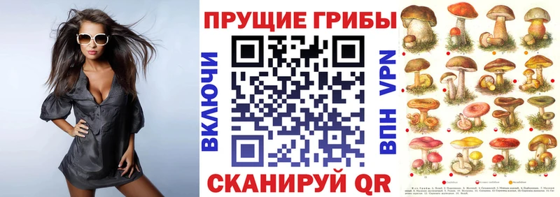 как найти Новоузенск Галлюциногенные грибы Magic Shrooms